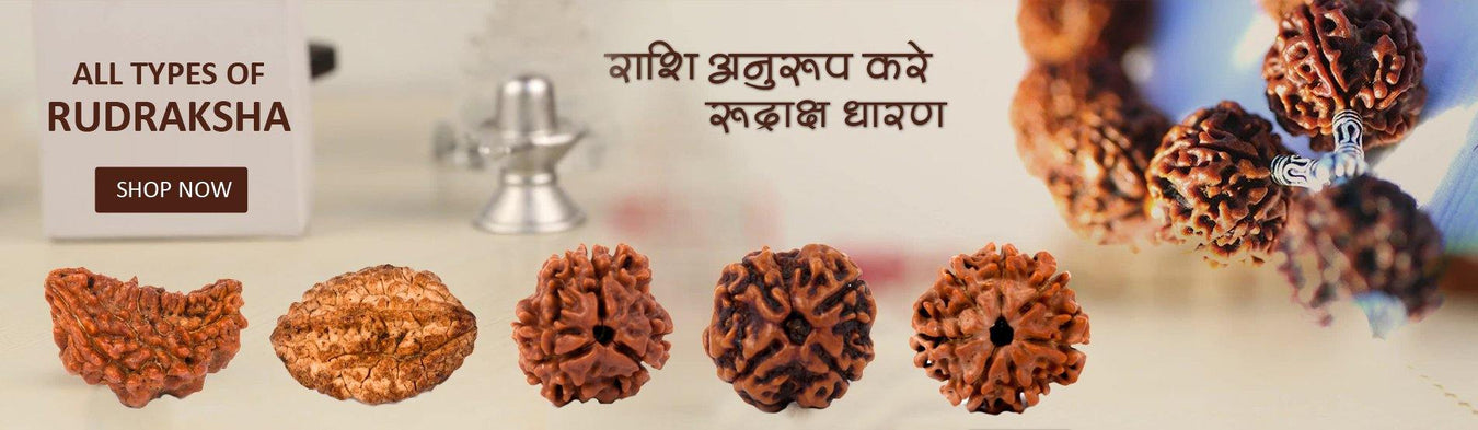 Authentic Rudraksha Collection - Spiritual Essence | Brahmatells - BrahmatellsStore