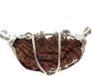 1 Mukhi Rudraksha Half Moon Java - Connect with Lord Shiva's Energy | Brahmatells - BrahmatellsStore