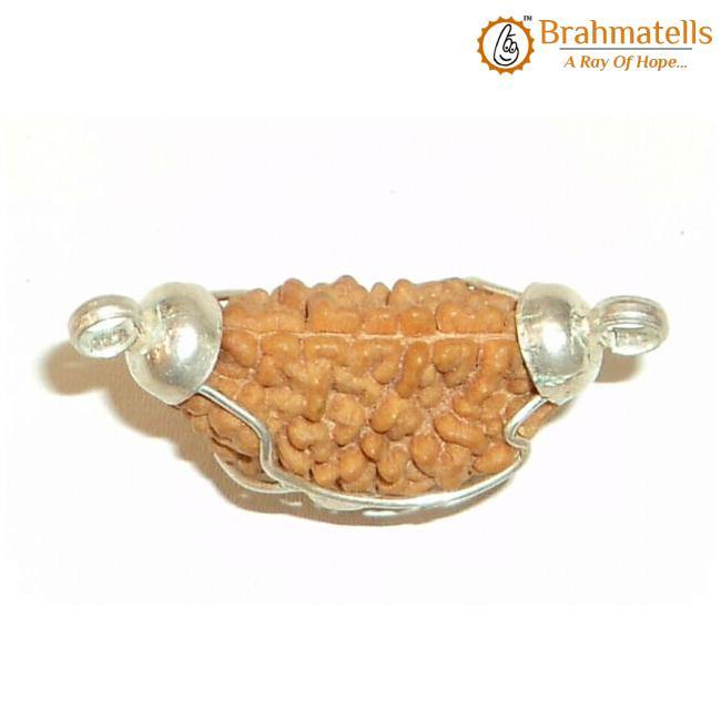 1 Mukhi Rudraksha Half Moon Java - Connect with Lord Shiva's Energy | Brahmatells - BrahmatellsStore