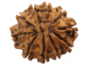 10 Mukhi Round Rudraksha Pendant: Embrace Vishnu's Divine Protection | Brahmatells - BrahmatellsStore
