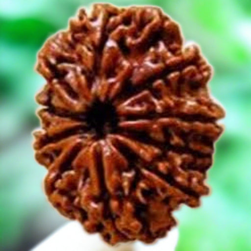 10 Mukhi Rudraksha Bead - Harness Lord Vishnu's Power | Brahmatells - BrahmatellsStore