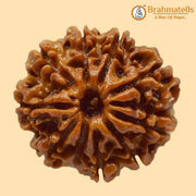 10 Mukhi Rudraksha Bead - Harness Lord Vishnu's Power | Brahmatells - BrahmatellsStore