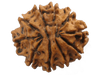 10 Mukhi Rudraksha Bead - Harness Lord Vishnu's Power | Brahmatells - BrahmatellsStore