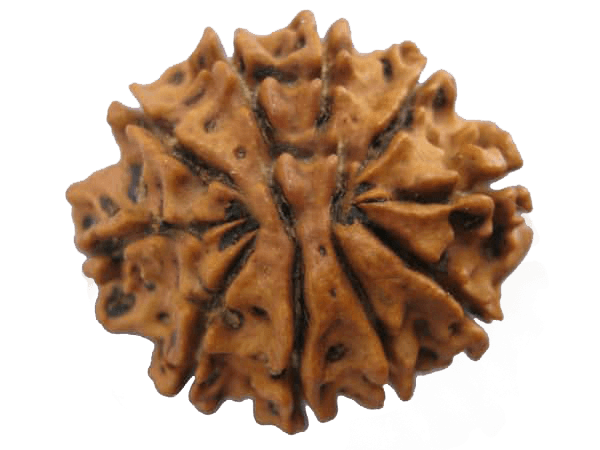 10 Mukhi Rudraksha Bead - Harness Lord Vishnu's Power | Brahmatells - BrahmatellsStore