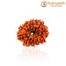 10 Mukhi Rudraksha Bead - Harness Lord Vishnu's Power | Brahmatells - BrahmatellsStore