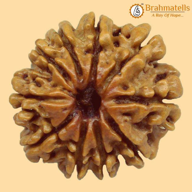 10 Mukhi Rudraksha Java - Divine Protection of Lord Vishnu | Brahmatells Store - BrahmatellsStore