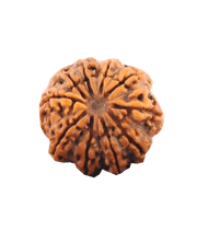 10 Mukhi Rudraksha Pendant - Embrace Lord Vishnu's Protective Essence | Brahmatells - BrahmatellsStore
