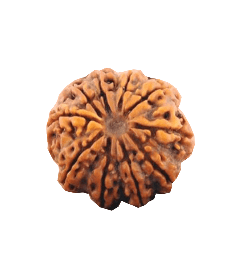 10 Mukhi Rudraksha Pendant - Embrace Lord Vishnu's Protective Essence | Brahmatells - BrahmatellsStore