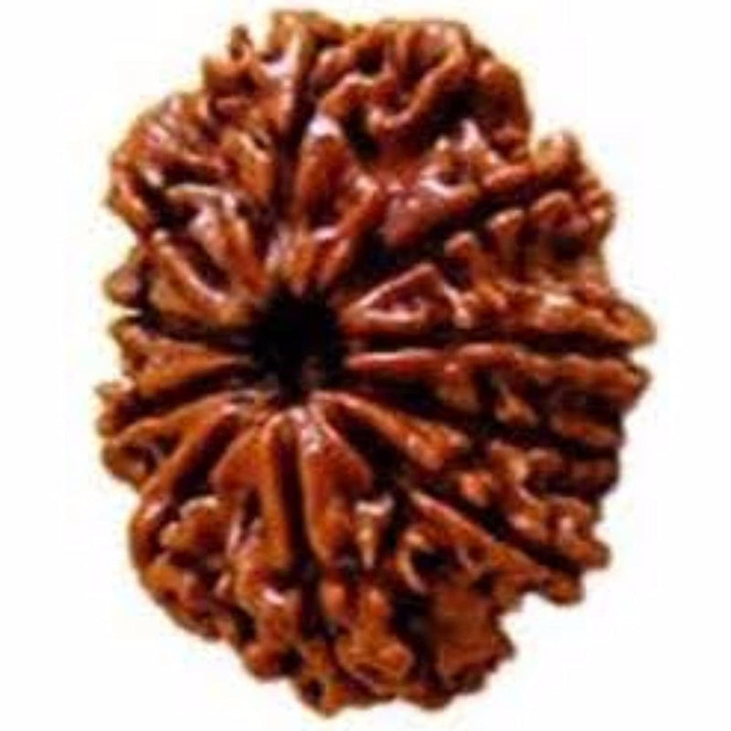 10 Mukhi Rudraksha Pendant: Embrace the Shield of Lord Vishnu | Brahmatells - BrahmatellsStore