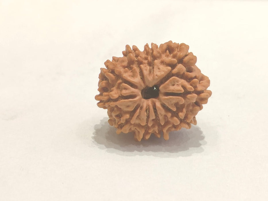 10 Mukhi Rudraksha Bead - Harness Lord Vishnu's Power | Brahmatells