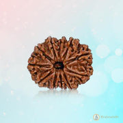 11 Mukhi Dark-Brown Rudraksha Pendant: Spiritual Empowerment & Protection | Brahmatells - BrahmatellsStore