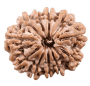 11 Mukhi Light-Brown Rudraksha Pendant: Spiritual Empowerment & Protection | Brahmatells - BrahmatellsStore