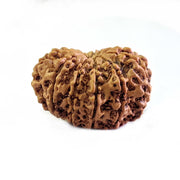 11 Mukhi Light-Brown Rudraksha Pendant: Spiritual Empowerment & Protection | Brahmatells - BrahmatellsStore