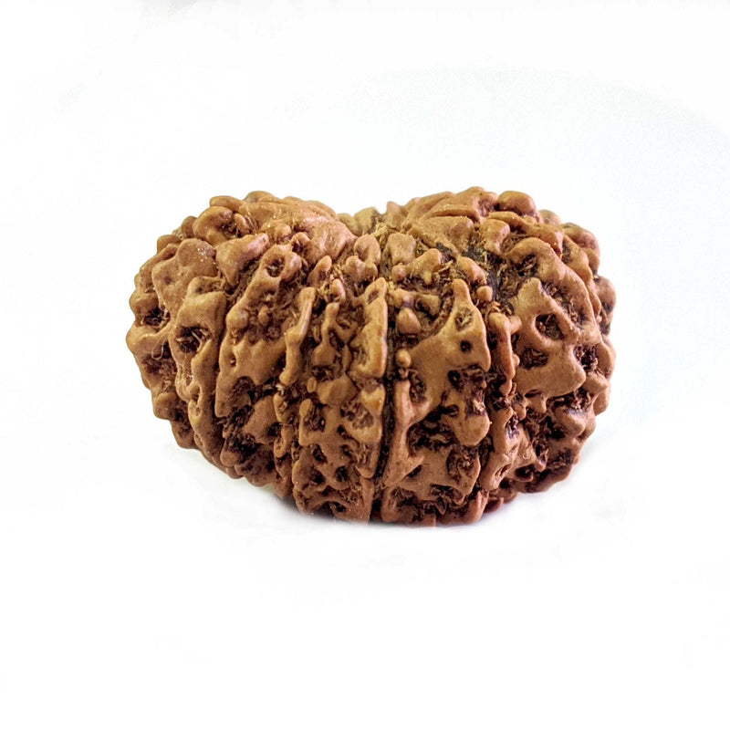 11 Mukhi Light-Brown Rudraksha Pendant: Spiritual Empowerment & Protection | Brahmatells - BrahmatellsStore