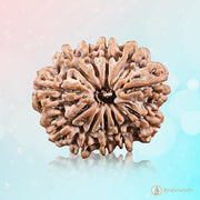 11 Mukhi Light-Brown Rudraksha Pendant: Spiritual Empowerment & Protection | Brahmatells - BrahmatellsStore