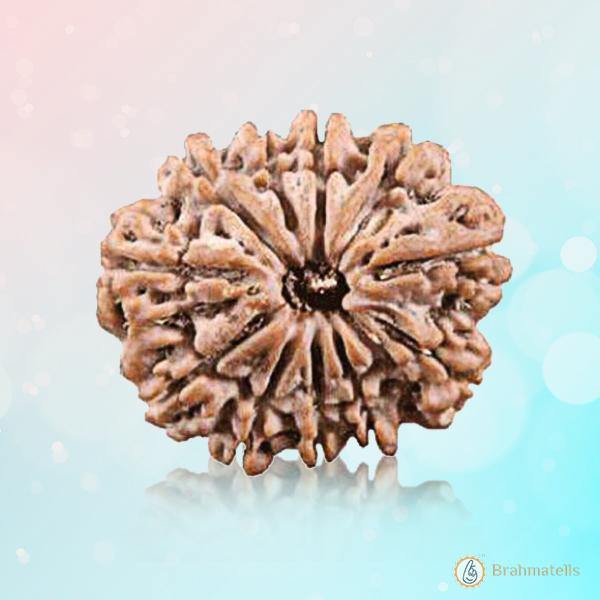 11 Mukhi Light-Brown Rudraksha Pendant: Spiritual Empowerment & Protection | Brahmatells - BrahmatellsStore