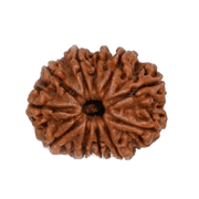11 Mukhi Rudraksha Java - Harness Ekadasha Rudra's Power | Brahmatells - BrahmatellsStore