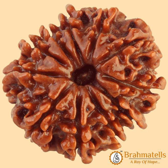 11 Mukhi Rudraksha Java - Harness Ekadasha Rudra's Power | Brahmatells - BrahmatellsStore