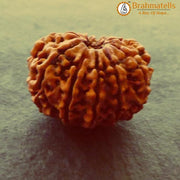11 Mukhi Rudraksha Java - Harness Ekadasha Rudra's Power | Brahmatells - BrahmatellsStore