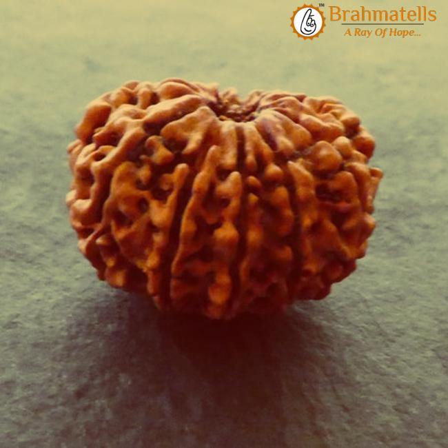 11 Mukhi Rudraksha Java - Harness Ekadasha Rudra's Power | Brahmatells - BrahmatellsStore