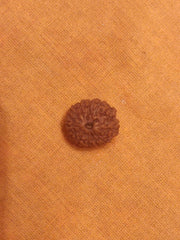 11 Mukhi Rudraksha Java - Harness Ekadasha Rudra's Power | Brahmatells - BrahmatellsStore