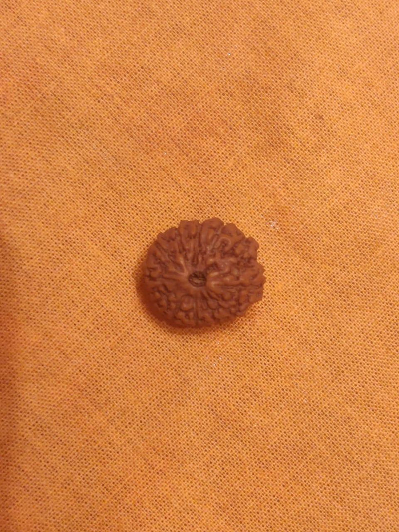 11 Mukhi Rudraksha Java - Harness Ekadasha Rudra's Power | Brahmatells - BrahmatellsStore