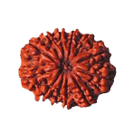 12 Mukhi Rudraksh Java - Leadership & Radiance Unleashed | Brahmatells - BrahmatellsStore