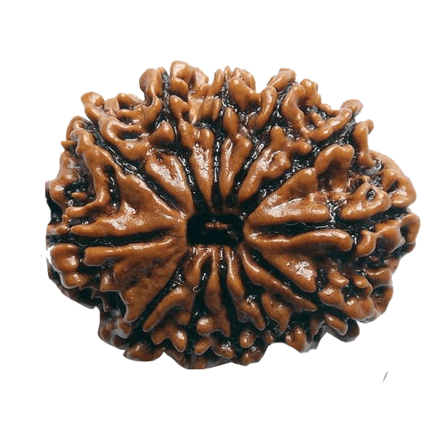 12 Mukhi Rudraksh Java - Leadership & Radiance Unleashed | Brahmatells - BrahmatellsStore