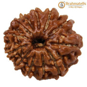 12 Mukhi Rudraksh Java - Leadership & Radiance Unleashed | Brahmatells - BrahmatellsStore