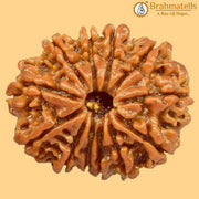12 Mukhi Rudraksh Java - Leadership & Radiance Unleashed | Brahmatells - BrahmatellsStore