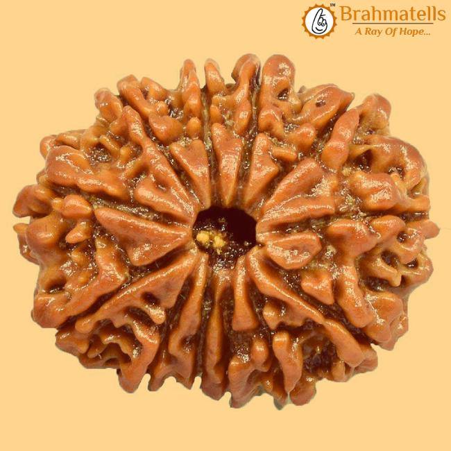 12 Mukhi Rudraksh Java - Leadership & Radiance Unleashed | Brahmatells - BrahmatellsStore