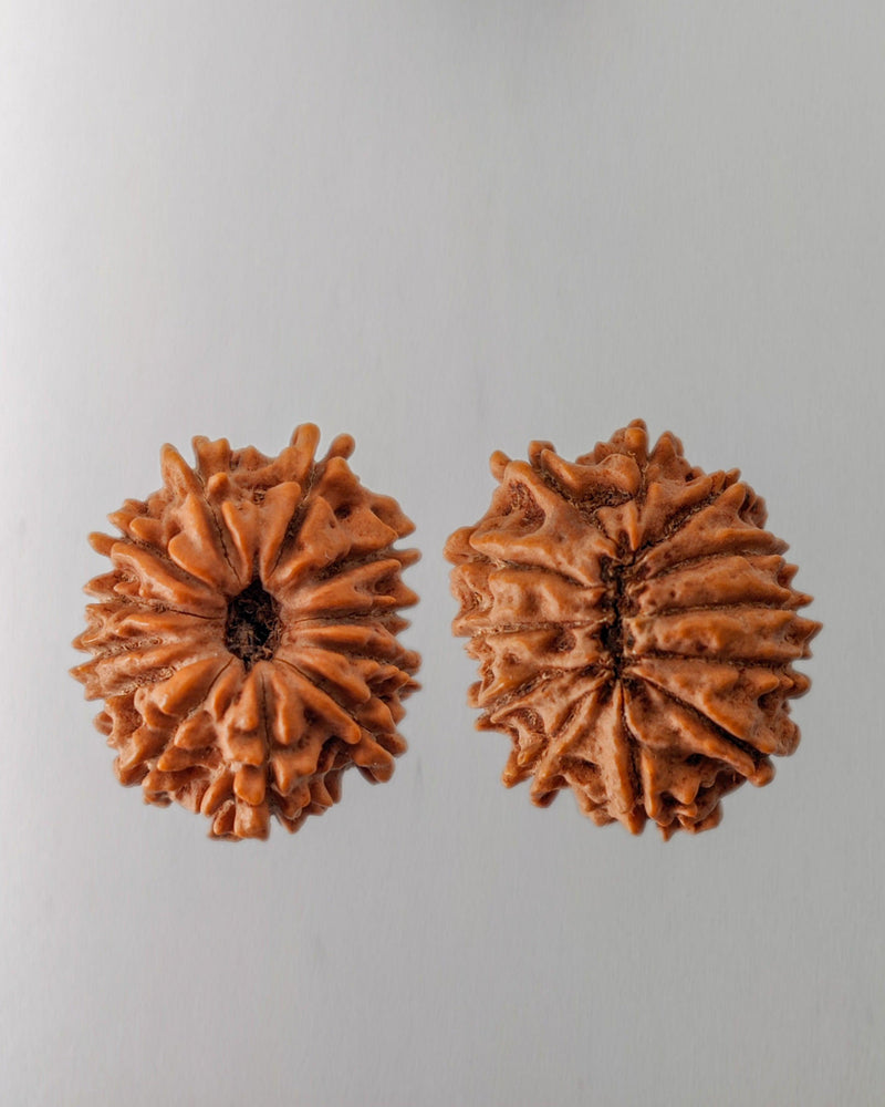 12 Mukhi Rudraksha Bead - Harness Sun's Energy for Leadership | Brahmatells - BrahmatellsStore