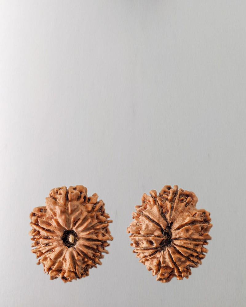 12 Mukhi Rudraksha Bead - Harness Sun's Energy for Leadership | Brahmatells - BrahmatellsStore