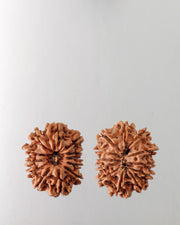 12 Mukhi Rudraksha Bead - Harness Sun's Energy for Leadership | Brahmatells - BrahmatellsStore