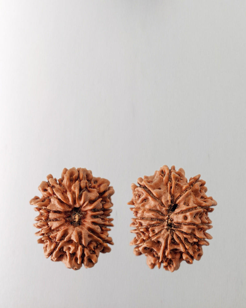 12 Mukhi Rudraksha Bead - Harness Sun's Energy for Leadership | Brahmatells - BrahmatellsStore
