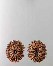 12 Mukhi Rudraksha Bead - Harness Sun's Energy for Leadership | Brahmatells - BrahmatellsStore