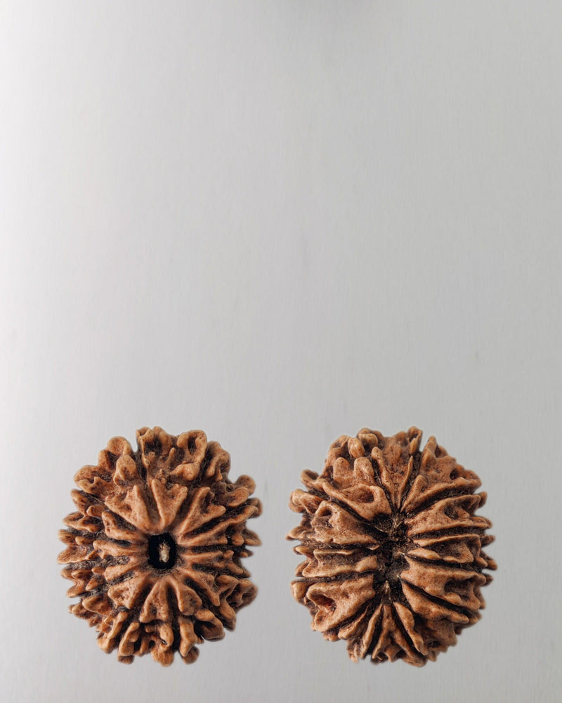 12 Mukhi Rudraksha Bead - Harness Sun's Energy for Leadership | Brahmatells - BrahmatellsStore