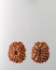 12 Mukhi Rudraksha Bead - Harness Sun's Energy for Leadership | Brahmatells - BrahmatellsStore