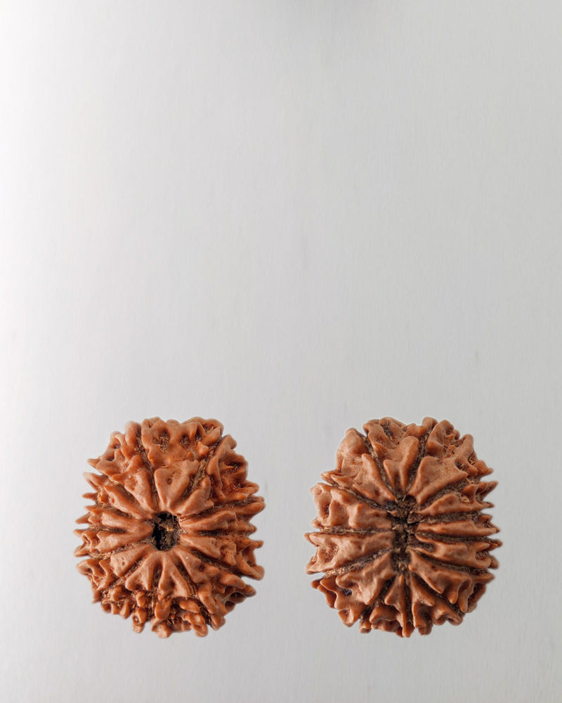 12 Mukhi Rudraksha Bead - Harness Sun's Energy for Leadership | Brahmatells - BrahmatellsStore