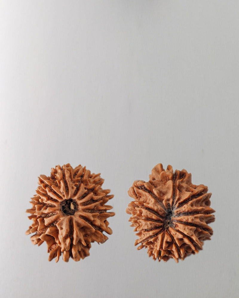 12 Mukhi Rudraksha Bead - Harness Sun's Energy for Leadership | Brahmatells - BrahmatellsStore