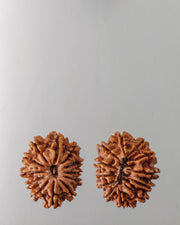 12 Mukhi Rudraksha Bead - Harness Sun's Energy for Leadership | Brahmatells - BrahmatellsStore