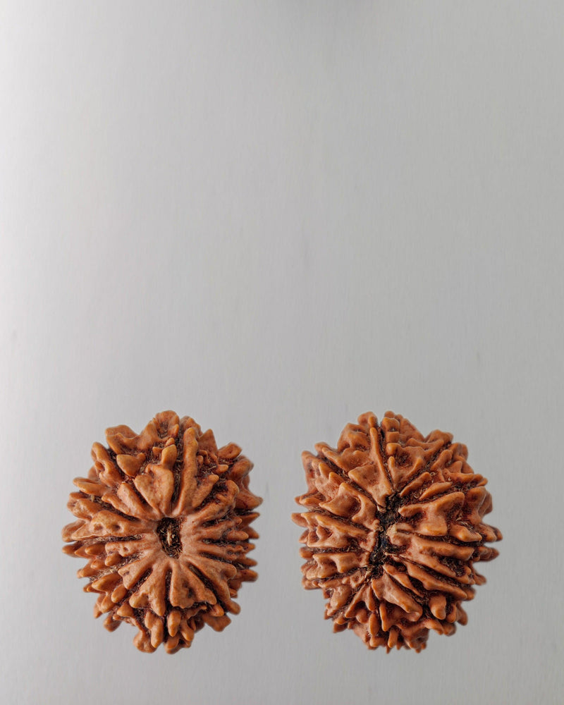12 Mukhi Rudraksha Bead - Harness Sun's Energy for Leadership | Brahmatells - BrahmatellsStore
