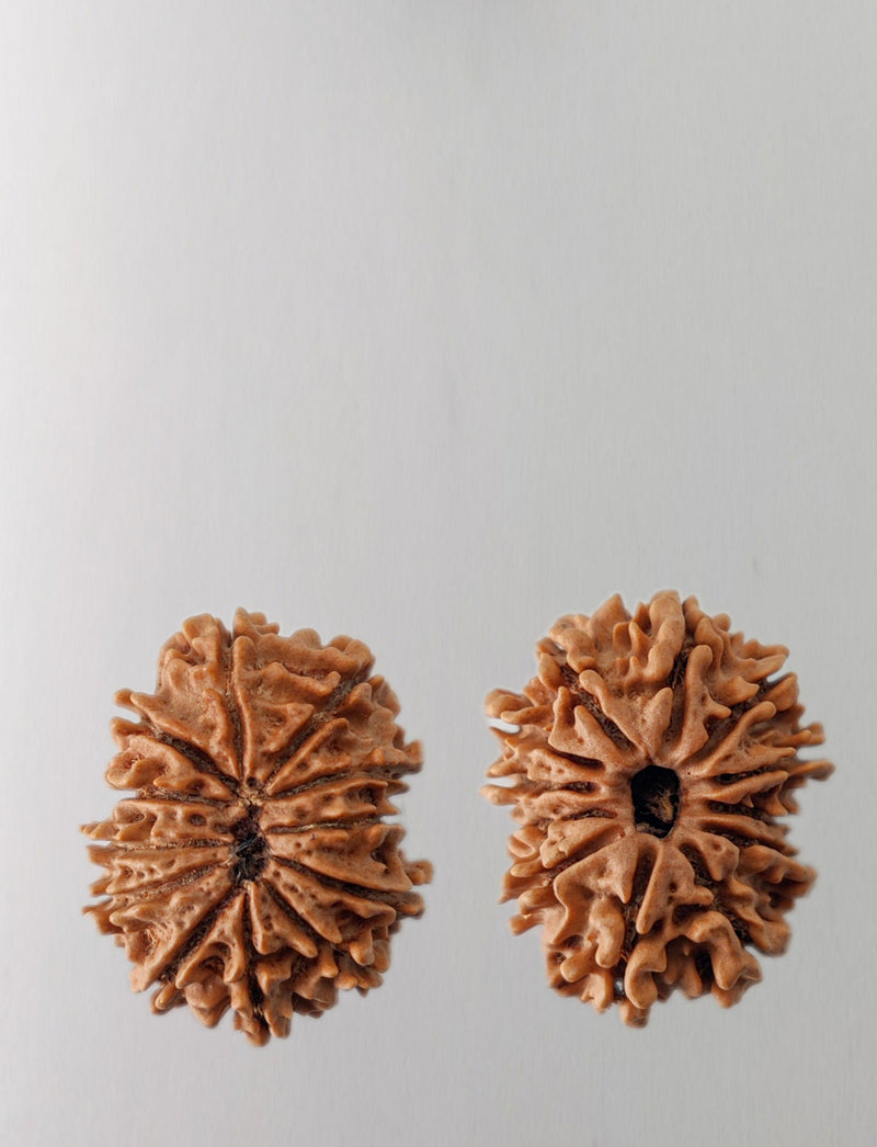 12 Mukhi Rudraksha Bead - Harness Sun's Energy for Leadership | Brahmatells - BrahmatellsStore