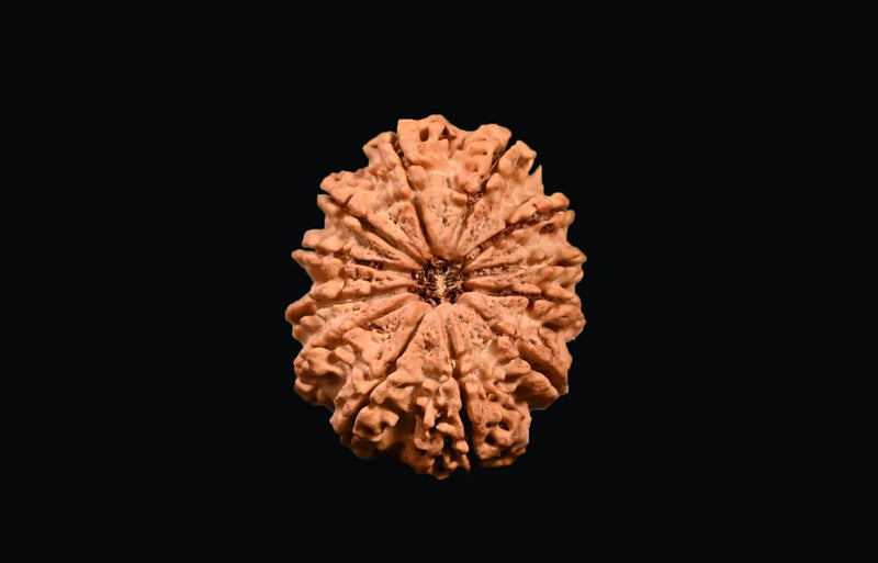 12 Mukhi Rudraksha Bead - Harness Sun's Energy for Leadership | Brahmatells - BrahmatellsStore