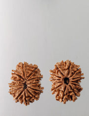 12 Mukhi Rudraksha Bead - Harness Sun's Energy for Leadership | Brahmatells - BrahmatellsStore