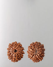 12 Mukhi Rudraksha Bead - Harness Sun's Energy for Leadership | Brahmatells - BrahmatellsStore