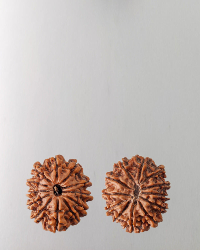 12 Mukhi Rudraksha Bead - Harness Sun's Energy for Leadership | Brahmatells - BrahmatellsStore