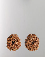 12 Mukhi Rudraksha Bead - Harness Sun's Energy for Leadership | Brahmatells - BrahmatellsStore