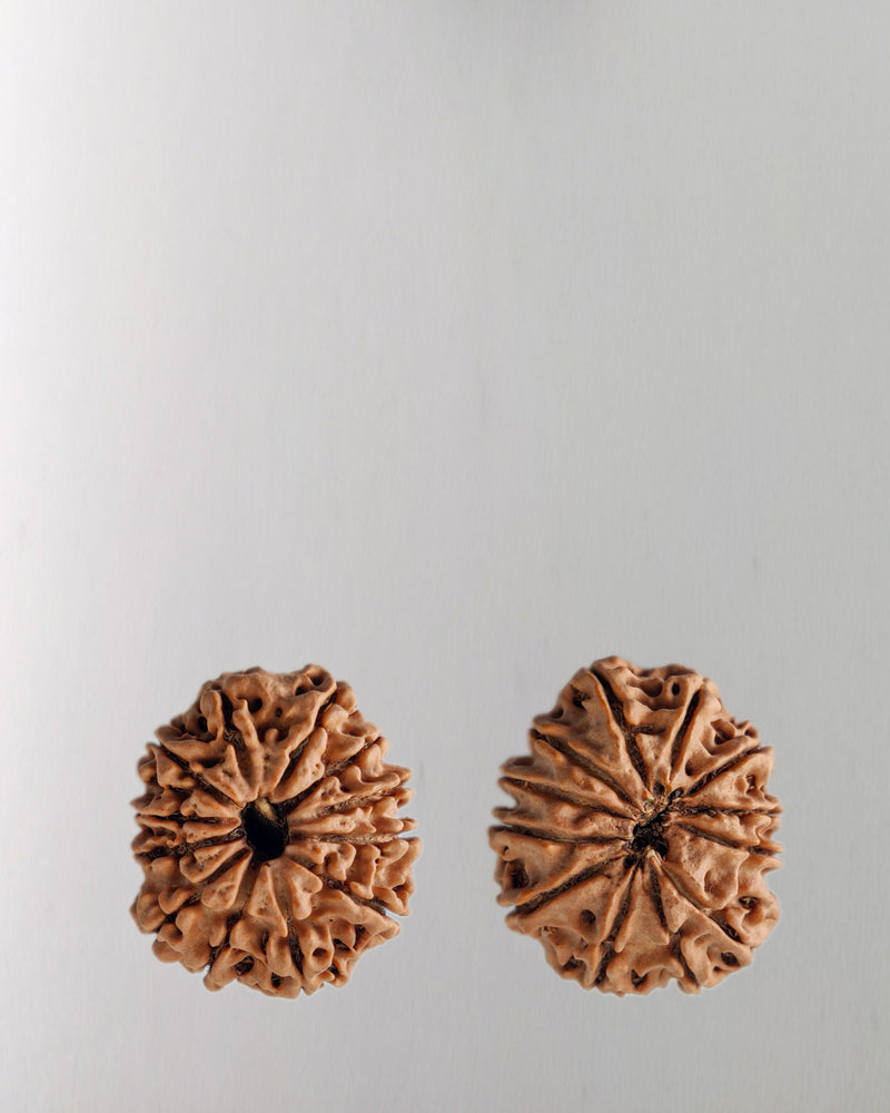 12 Mukhi Rudraksha Bead - Harness Sun's Energy for Leadership | Brahmatells - BrahmatellsStore