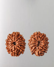 12 Mukhi Rudraksha Bead - Harness Sun's Energy for Leadership | Brahmatells - BrahmatellsStore